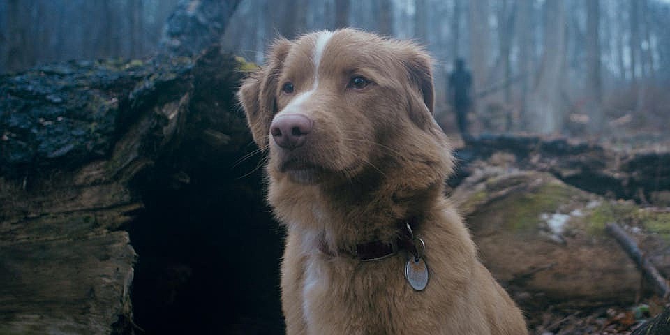 Petition: Dog From Horror Hit ‘Good Boy’ Should Get Honorary Oscar
