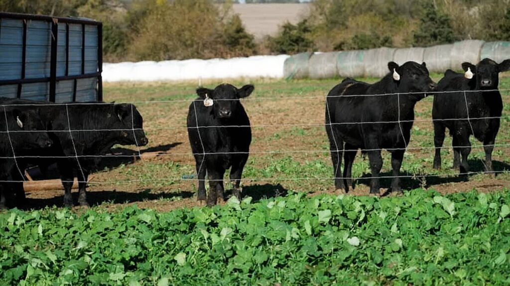 Beef prices are soaring. Here’s why America is facing record-low cattle numbers