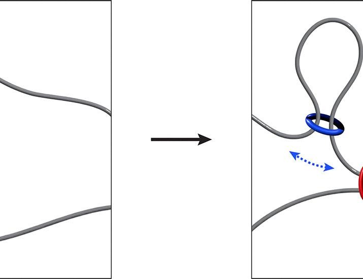 Cohesin guides homology search during DNA repair using loops and sister chromatid linkages | Science