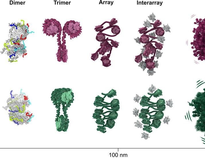 Multiscale structure of chromatin condensates explains phase separation and material properties | Science