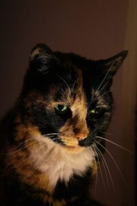 Loot first: Donald Trump’s transactional presidency