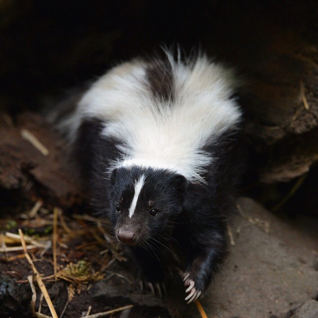 Kidney Recipient Dies After Transplant From Organ Donor Who Had Rabies