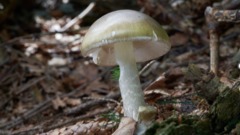 Warning against mushroom foraging in California after fatal poisoning
