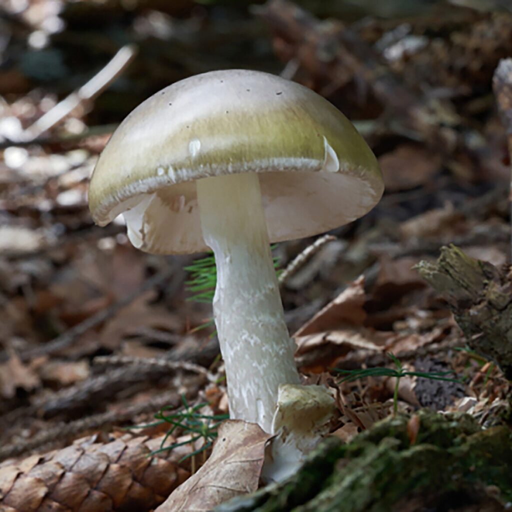 California Discourages Wild Mushroom Foraging After Fatal Outbreak