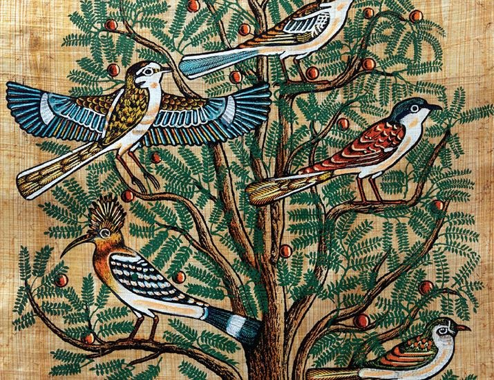 Painting the phylogeny of life | Science