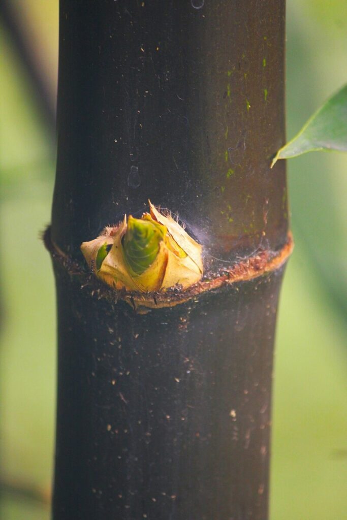 How Healthy Is Ginger?