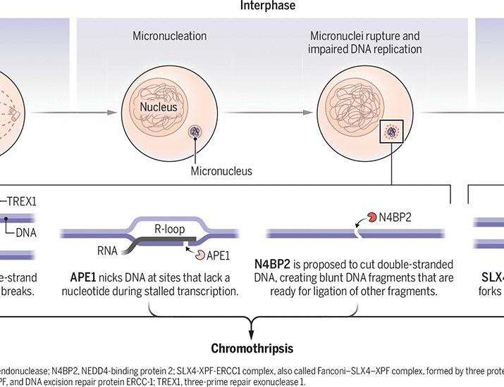Chromosome shattering in cancer | Science