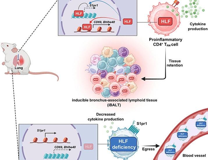 Hepatic leukemia factor directs tissue residency of proinflammatory memory CD4+ T cells | Science