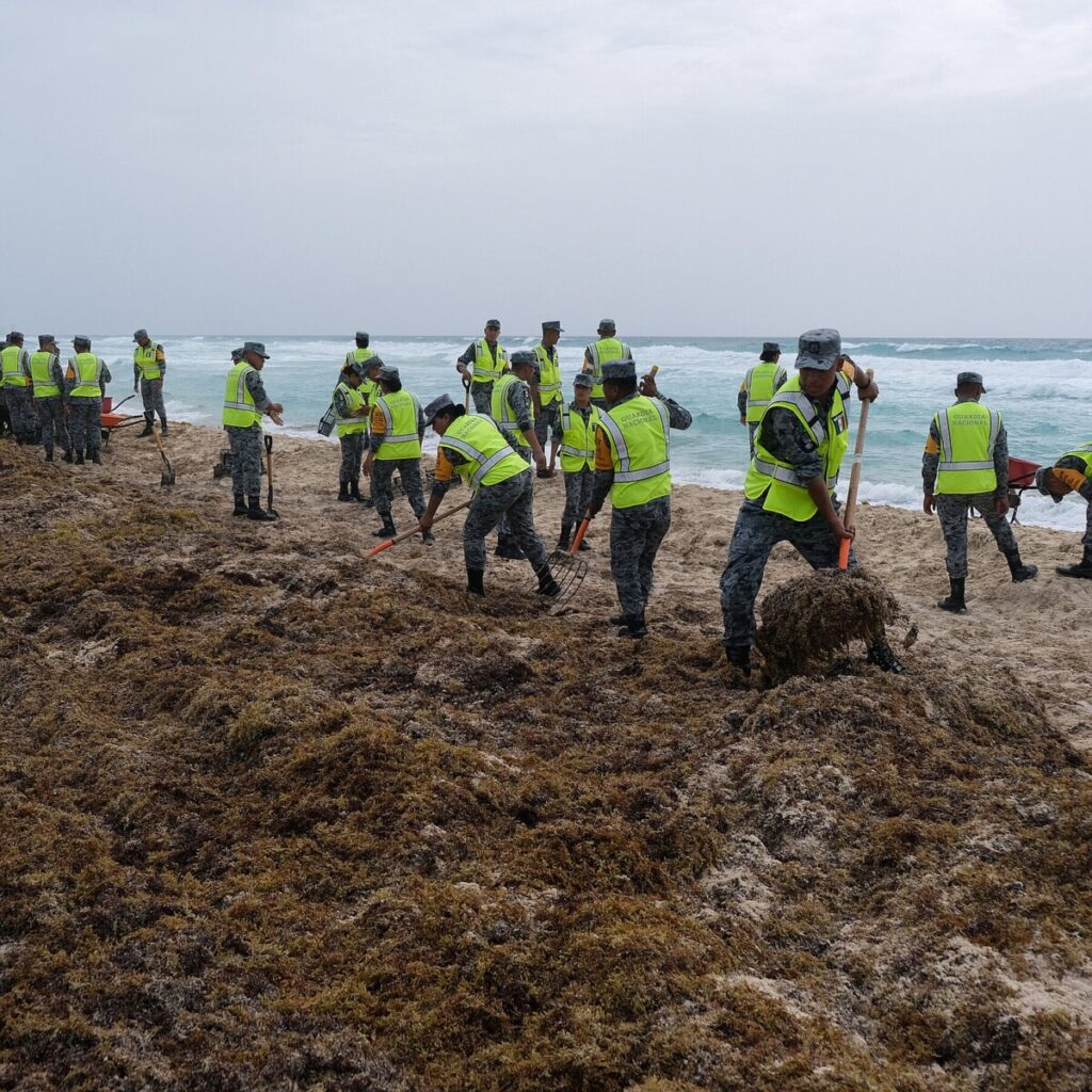 Climate Shift Upends Atlantic Seaweed: One Massive Patch Grows as Another Vanishes