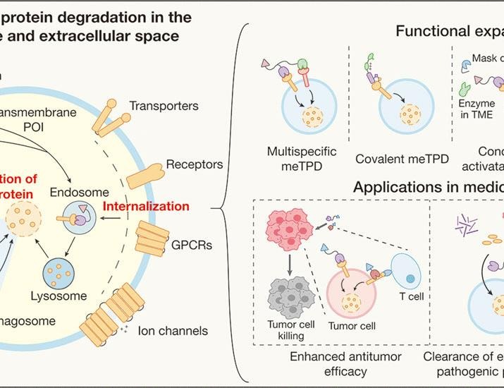 Targeted protein degradation in the transmembrane and extracellular space | Science